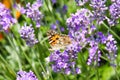 Close up of orange and black butterfly Nymphalis polychloros on lilac lavender flower with blurred green background Royalty Free Stock Photo