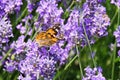 Close up of orange and black butterfly Nymphalis polychloros on lilac lavender flower with blurred green background Royalty Free Stock Photo