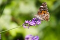 Close up of orange and black butterfly Nymphalis polychloros on lilac lavender flower with blurred green background Royalty Free Stock Photo