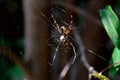 Orange And Black Patterned Spider Or Peacock Spider Repairing Its Web Among Leaves And Stems Of Plants Royalty Free Stock Photo