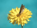 Close up orange and black Queen of Spain Fritillary butterfly, Issoria lathonia, sitting on yellow flower of Calendula Royalty Free Stock Photo