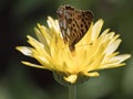 Close up orange and black Queen of Spain Fritillary butterfly, Issoria lathonia, sitting on yellow flower of Calendula Royalty Free Stock Photo