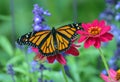 Monarch Butterfly Danaus plexippus on pink flower Royalty Free Stock Photo