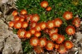 Close up of Orange  blooming ice plants Delosperma cooperi Royalty Free Stock Photo