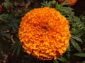 Close up of orange blooming marigold flower in the garden. Royalty Free Stock Photo