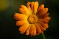 Close-up of an orange blooming marigold whose flower has opened. The background is green. You can clearly see the pollen Royalty Free Stock Photo