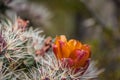 Close-up of the orange blooms of a staghorn cholla (cylindropuntia versicolor) cactus