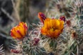 Close-up of the orange blooms of a staghorn cholla (cylindropuntia versicolor) cactus