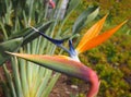 Close up of an orange and blue bird of paradise flower Strelitzia reginae growing in a park in funchal madeira Royalty Free Stock Photo