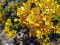 Orange bougainvillea flowers in bright sunlight Royalty Free Stock Photo