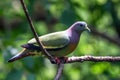 Orange-breasted Green Pigeon or Treron bicinctus Royalty Free Stock Photo