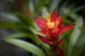 Close-up of orange Bromeliads flower blooming in the tropical garden on green background. Royalty Free Stock Photo