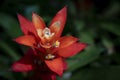 Close-up of orange Bromeliads flower blooming in the tropical garden on dark green background. Royalty Free Stock Photo