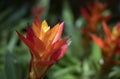 Close-up of orange Bromeliads flower blooming in the tropical garden on green background. Royalty Free Stock Photo