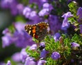 Close up of an orange and brown butterfly surrounded by purple flowers Royalty Free Stock Photo