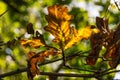 Orange and brown oak leaf during the process of senescence in fall or automn Royalty Free Stock Photo