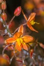 Close up of an Orange bulbinella asphodelaceae flowers