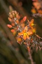 Close up of an Orange bulbinella asphodelaceae flowers