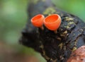 Close up Orange burn cup ,Wineglass, Tarzetta Rosea, Fungi Cup, Mushroom Champagne in rain forest