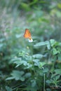 Close-up of orange butterflies, sniffing pollen in natural forests, blurred green background.