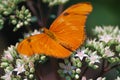 A close up of an orange butterfly on pink floret buds.