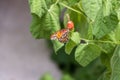 Close up orange butterfly on a red flower blossom Royalty Free Stock Photo