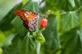 Close up orange butterfly on a red flower blossom Royalty Free Stock Photo