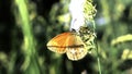 Close up of an orange butterfly stay on fresh green branch leaf , peace of nature concept. Creative. Summer background Royalty Free Stock Photo