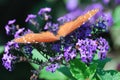 A close up of an orange butterfly with white spots on a purple flower. Royalty Free Stock Photo