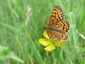 Close up of an orange butterfly on a yellow field flower, Royalty Free Stock Photo