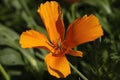 Close up of an orange California or golden poppy (eschscholzia californica) flower Royalty Free Stock Photo