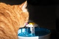 Close up of orange cat drinking from a pet water fountain; dark background Royalty Free Stock Photo
