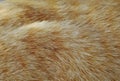 Close up of orange cat fur texture and background Royalty Free Stock Photo