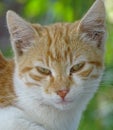 Close up of orange cat with green eyes Royalty Free Stock Photo