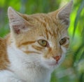 Close up of orange cat with green eyes Royalty Free Stock Photo