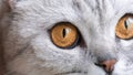 Close-up of an orange cat's eye. A gray cat looks out the window