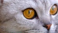 Close-up of an orange cat's eye. A gray cat looks out the window.