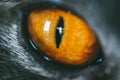 Close-up of an orange cat`s eye. Selective focus macro shot with shallow DOF