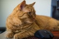 Close up of orange cat sitting next to a mouse; shallow depth of field Royalty Free Stock Photo