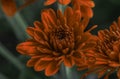 Close-up of orange chrysanthemums with water drops Royalty Free Stock Photo