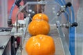 Close up orange citrus washing on conveyor belt at fruits automation water spray cleaning machine in production line of fruits