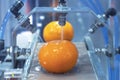 Close up orange citrus washing on conveyor belt at fruits automation water spray cleaning machine in production line of fruits