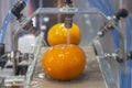 Close up orange citrus washing on conveyor belt at fruits automation water spray cleaning machine in production line of fruits