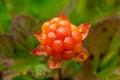 Close up of a orange cloudberry still growing on the mire Royalty Free Stock Photo