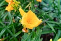 Close up orange colored, blooming daylily flower in a garden surrounded by plants