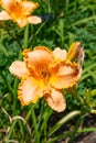 Close up orange colored, blooming daylily flower in a garden surrounded by plants