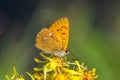 Close up of a orange colored butterfly on a yellow flower Royalty Free Stock Photo