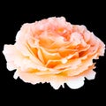 Close up Orange coral white tender rose flower bud isolated with Royalty Free Stock Photo