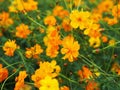 Close up orange cosmos flower