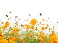 Close up orange cosmos flower